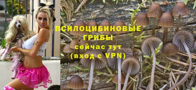 купить   Балаково  Псилоцибиновые грибы MAGIC MUSHROOMS 